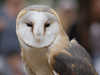 Captcha image 5932